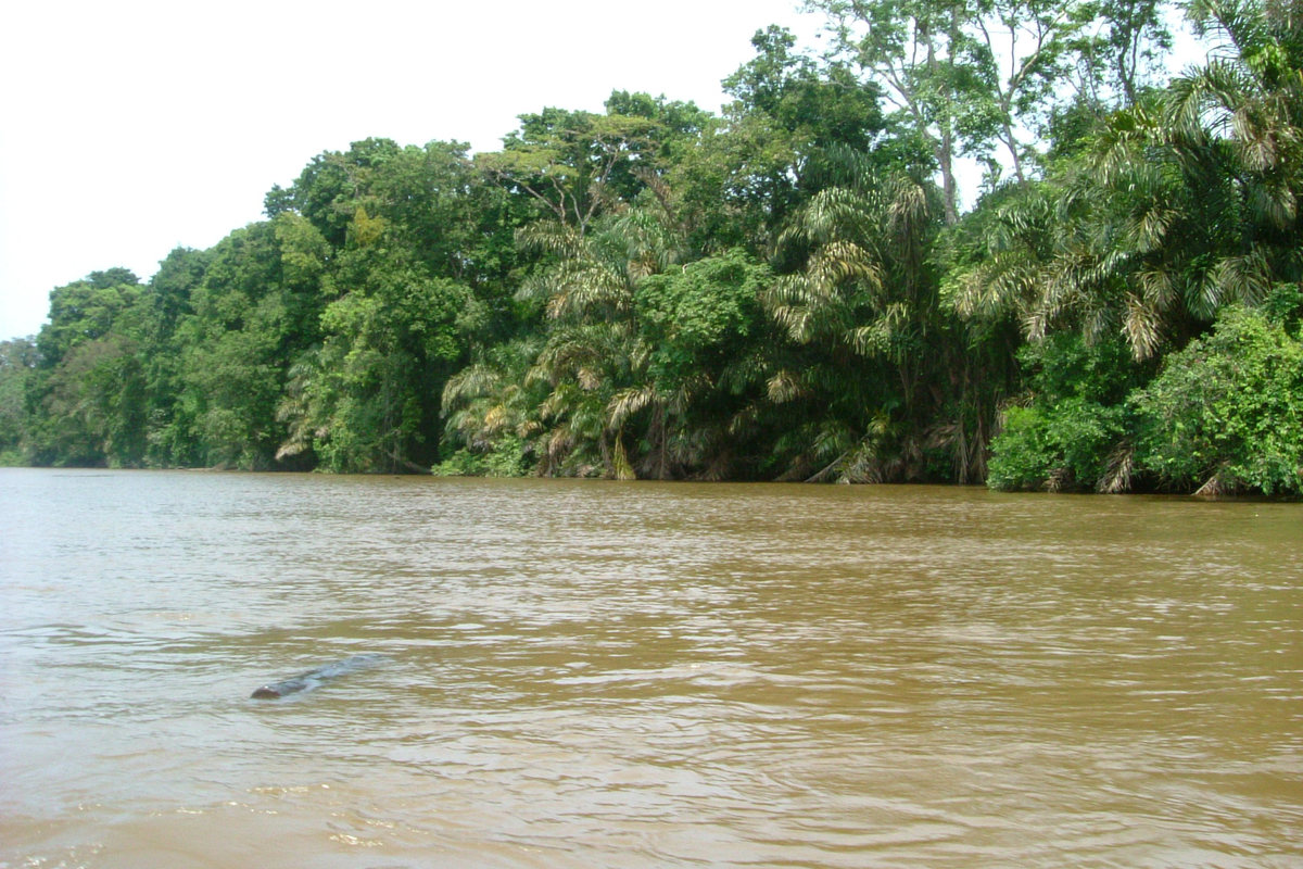 Kanal mit dichtem Regenwald an den Ufern in Tortuguero, Costa Rica