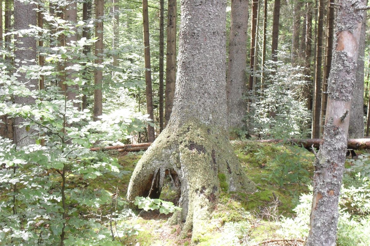 Routenstopp Böhmerwald in Tschechien