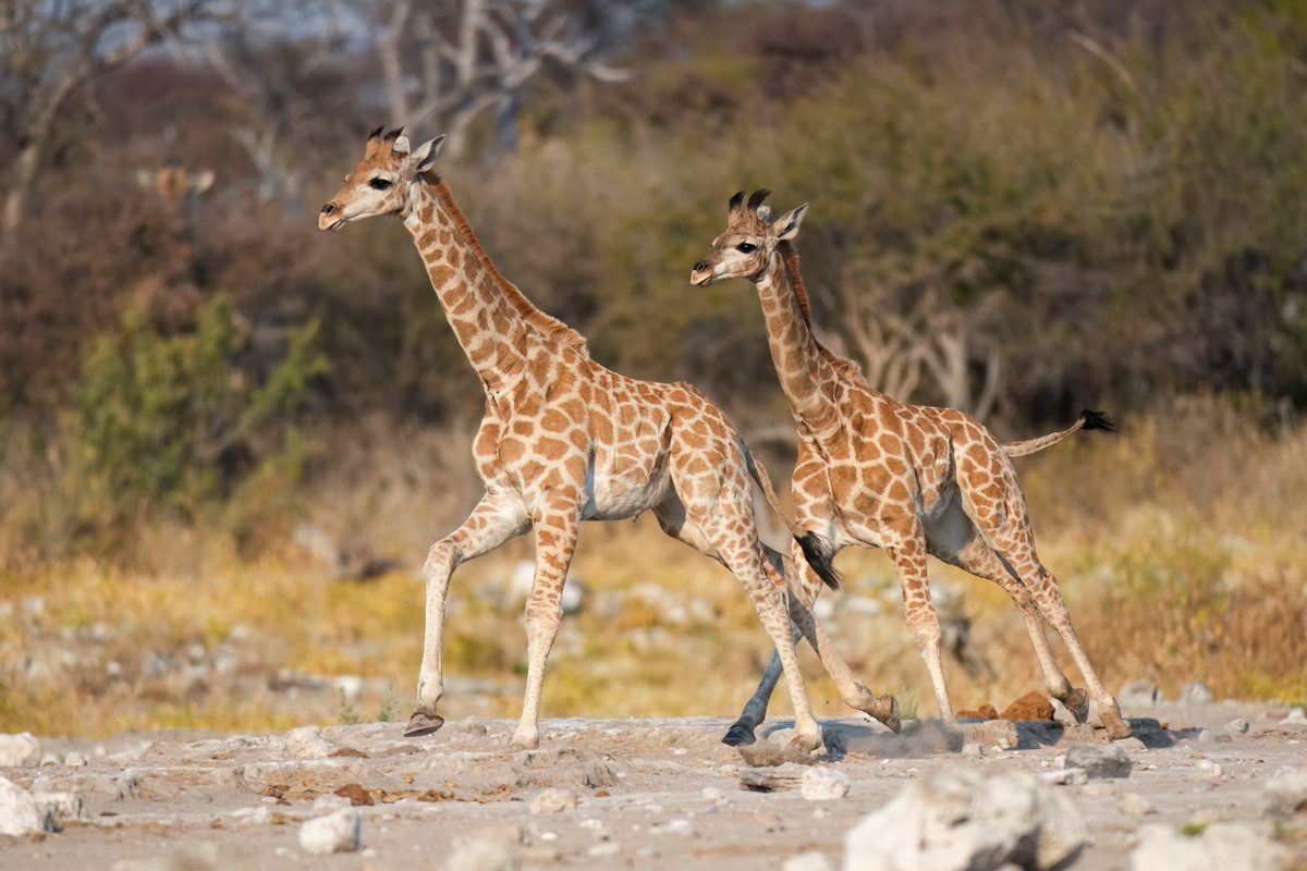 Routenstopp Etosha in Namibia