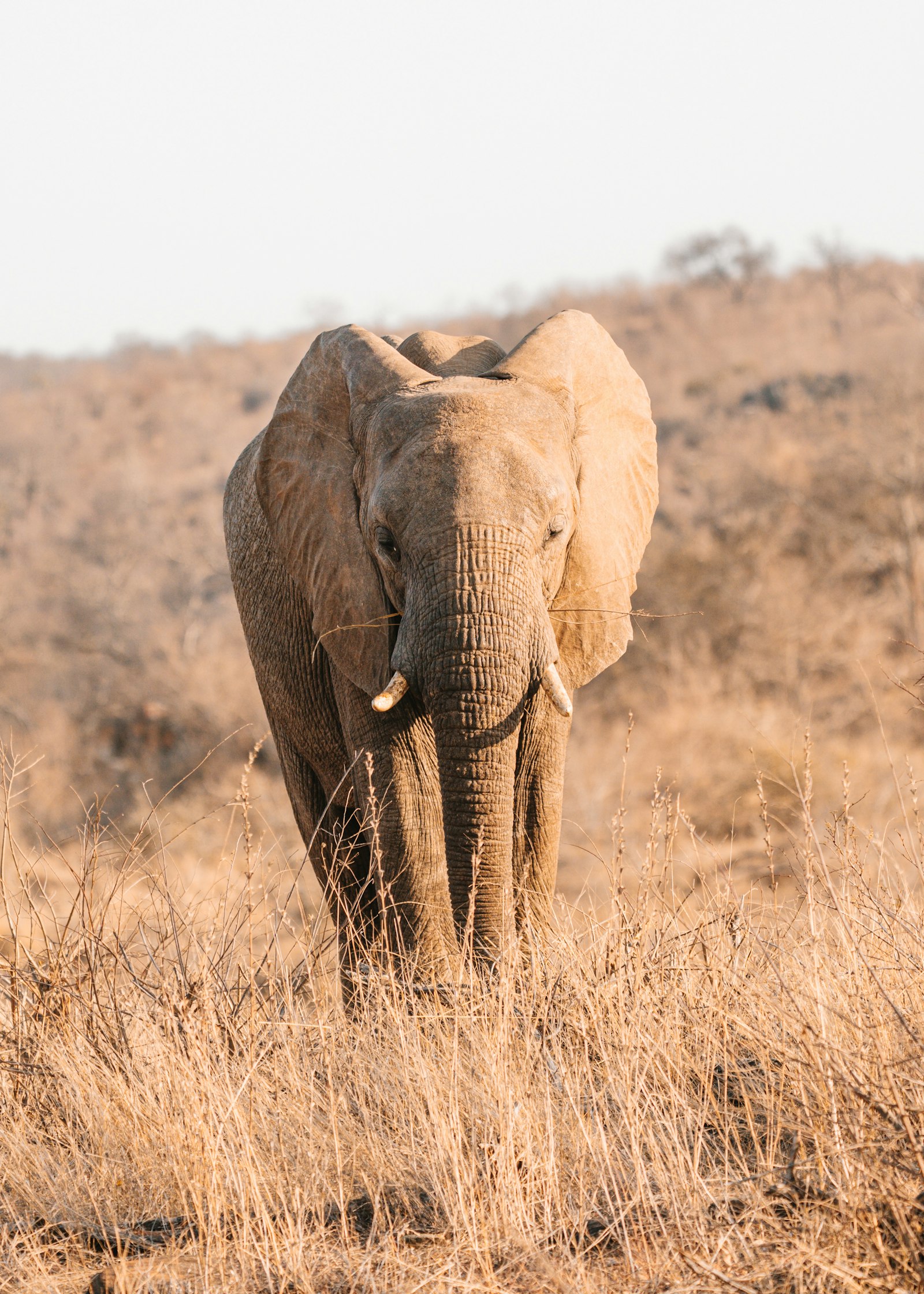 Elefant läuft durch trockenes Savannengras