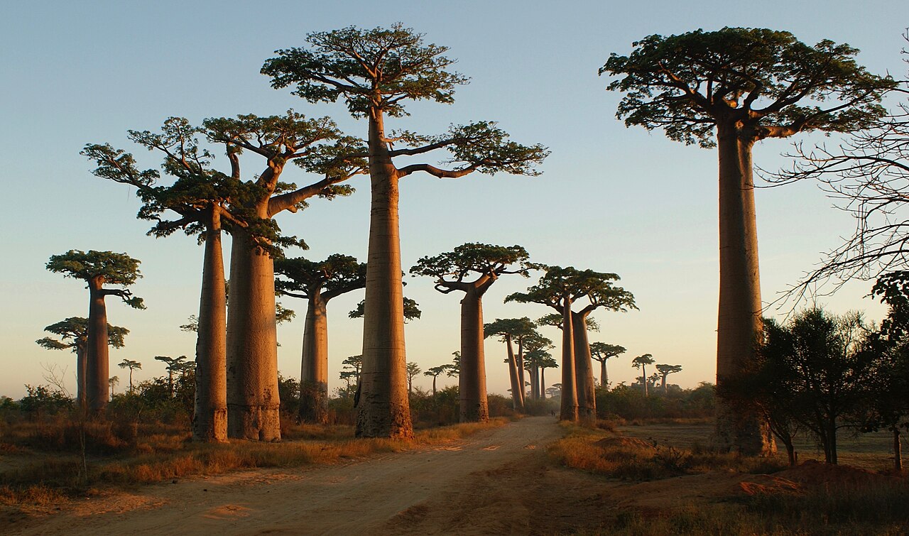Jahrhundertealte Baobab-Bäume bei Sonnenuntergang nahe Morondava