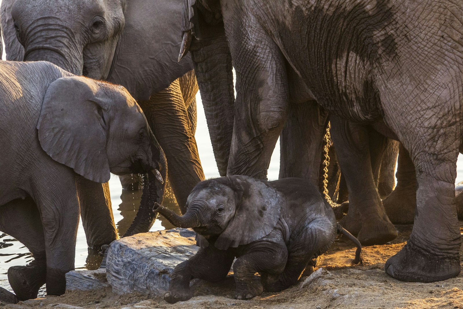 Junger Elefant zwischen erwachsenen Tieren