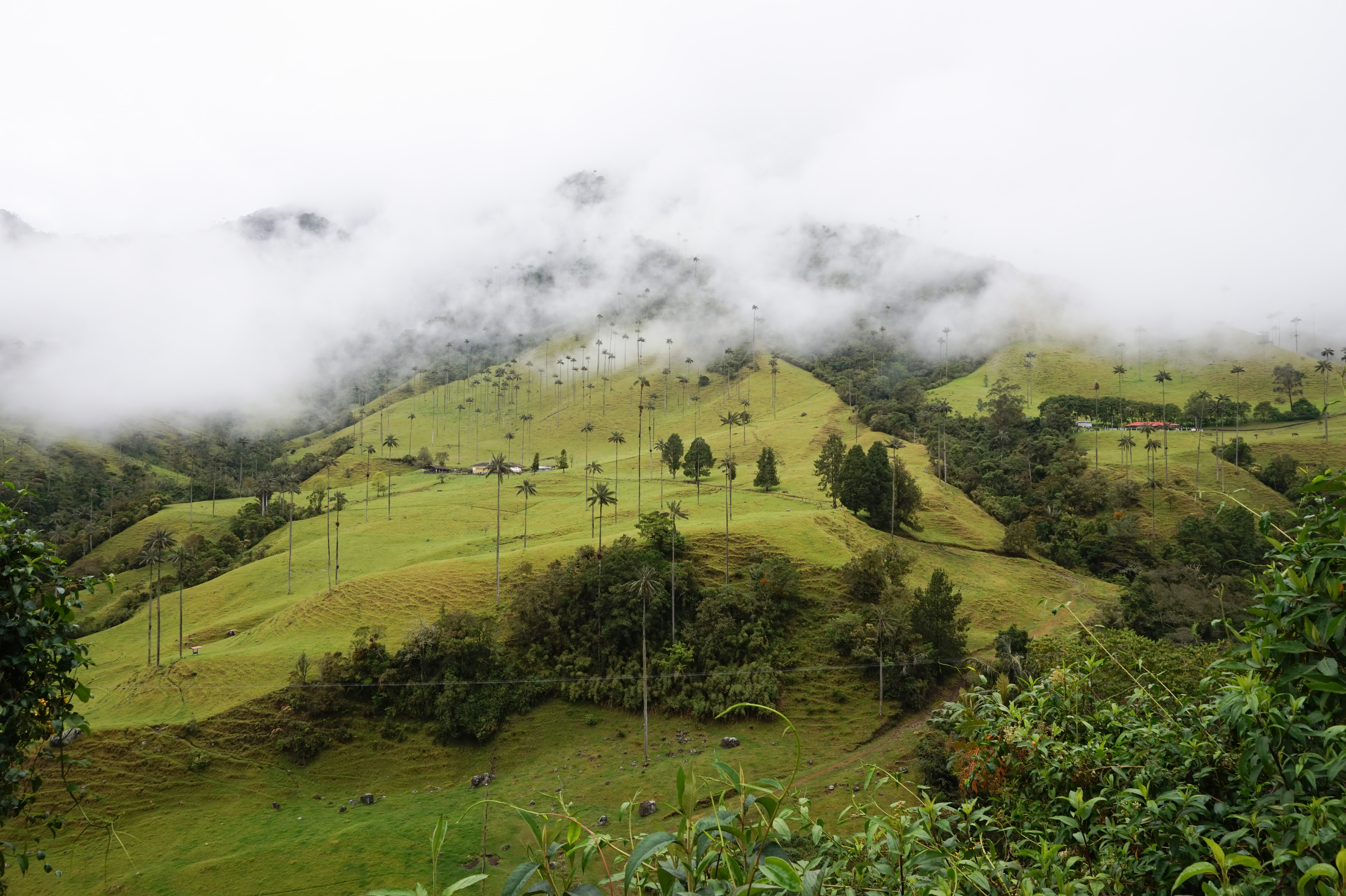 Wachspalmen im Valle de Cocora in der kolumbianischen Kaffeezone