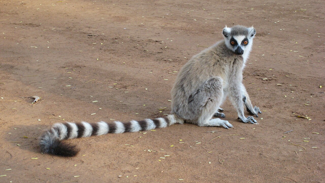 Wilder Indri-Lemur im Regenwald von Andasibe