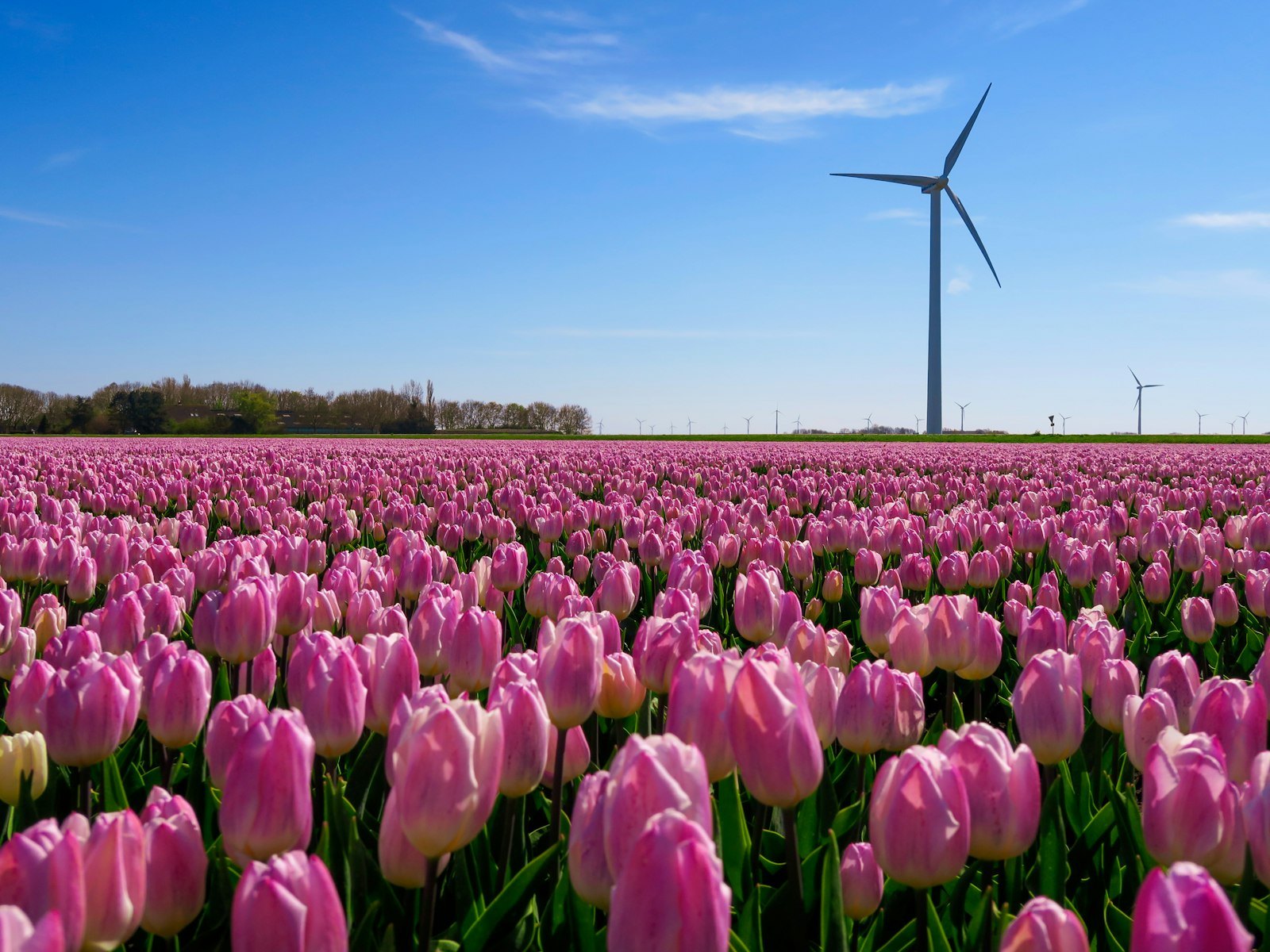 Feld mit violetten Tulpen unter blauem Himmel