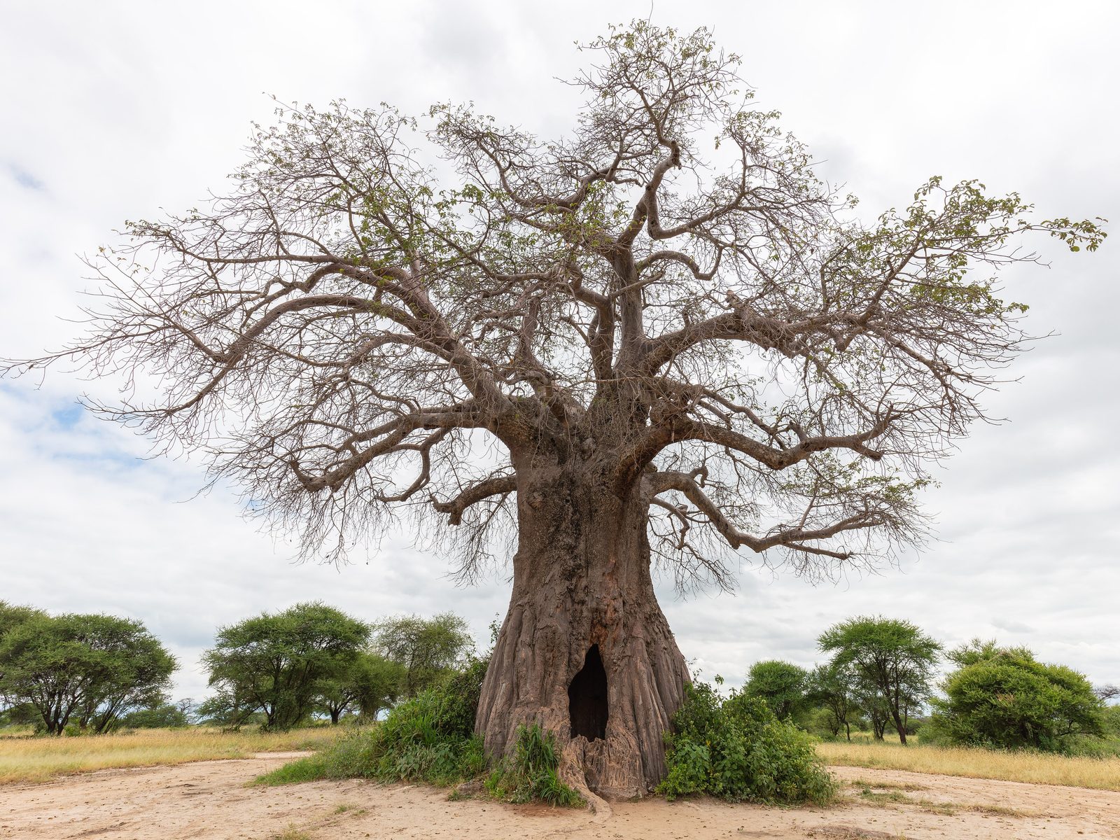 Mächtiger Baobab-Baum in der Savanne des Tarangire-Nationalparks