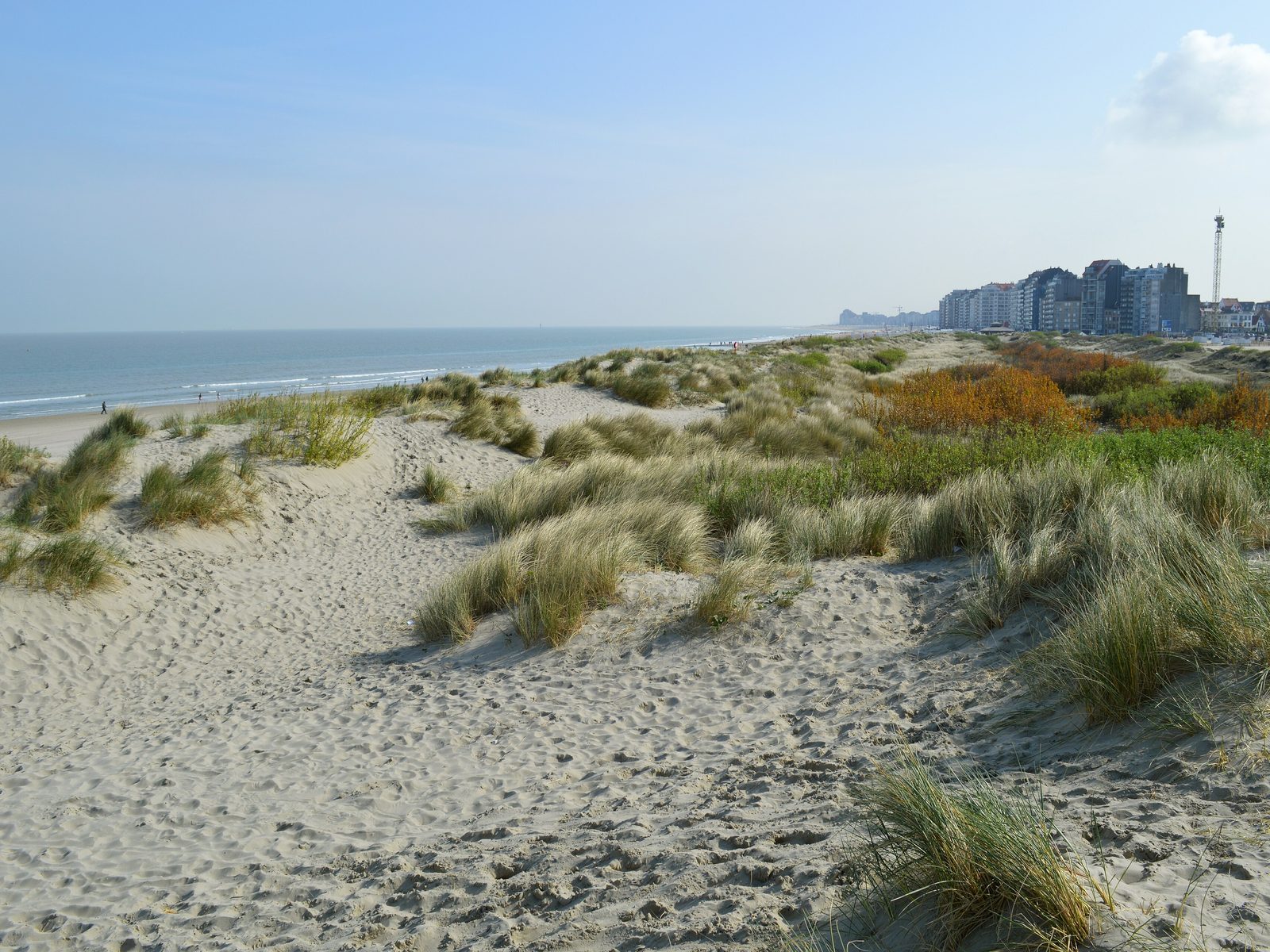 Dünenlandschaft mit Strandhafer an der belgischen Nordseeküste