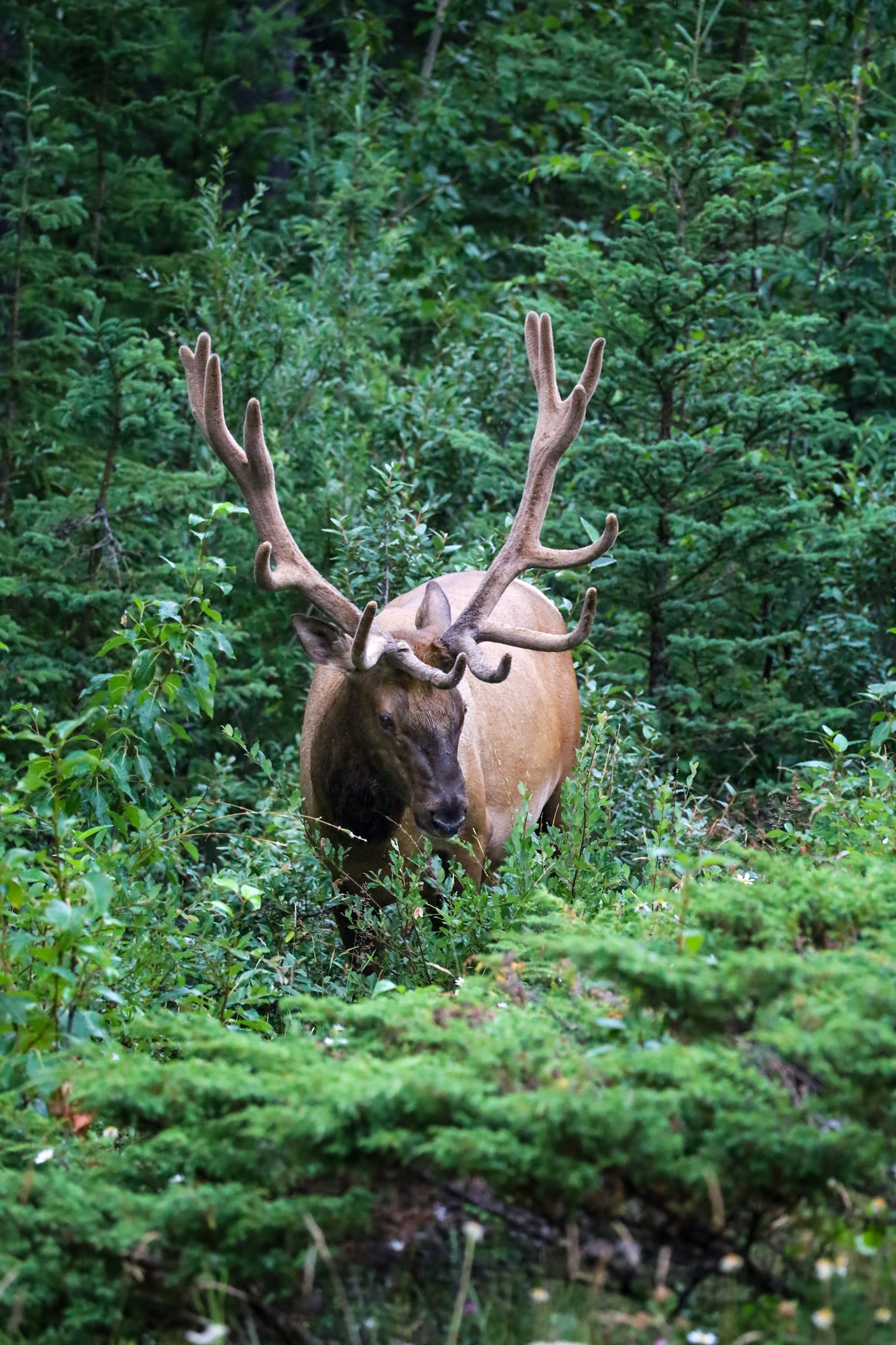Großer Wapiti-Hirsch in einem Wald