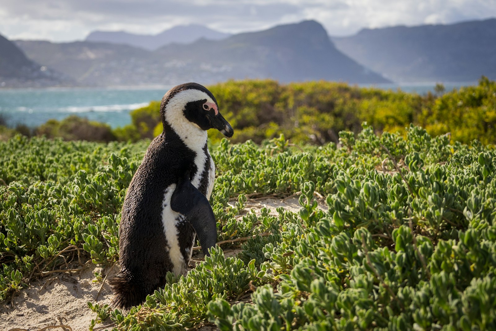 Pinguin sitzt zwischen grünen Pflanzen