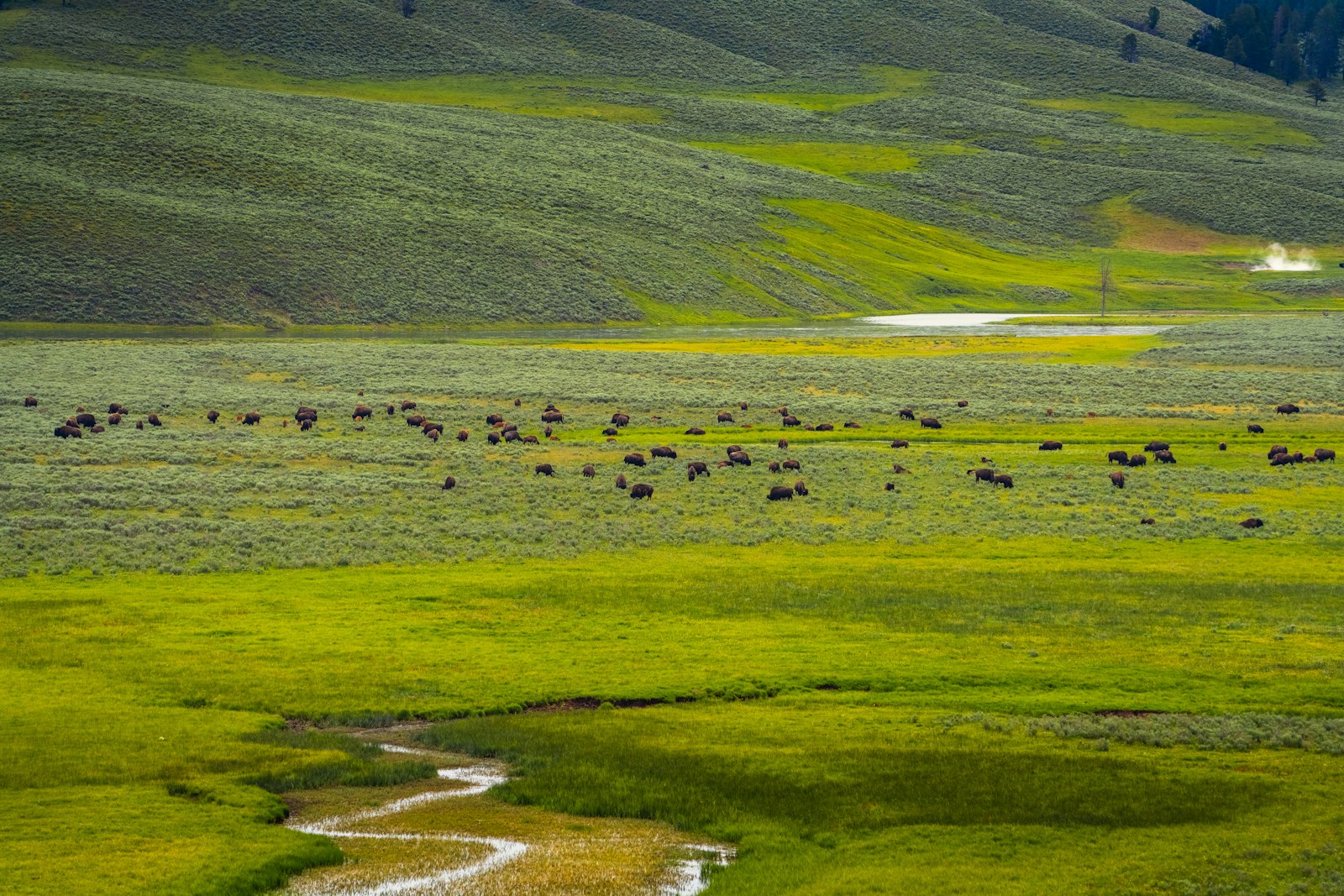 Bisonherde grast auf einer weiten grünen Wiese
