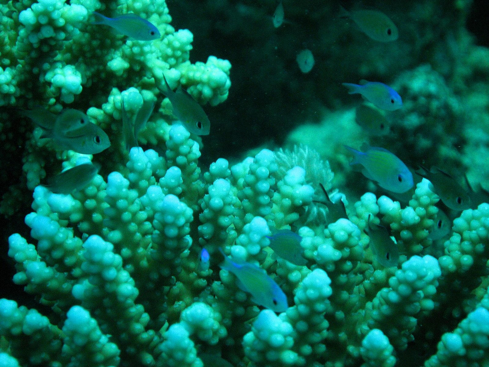 Korallenriff mit bunten Fischen im klaren Wasser des Roten Meeres