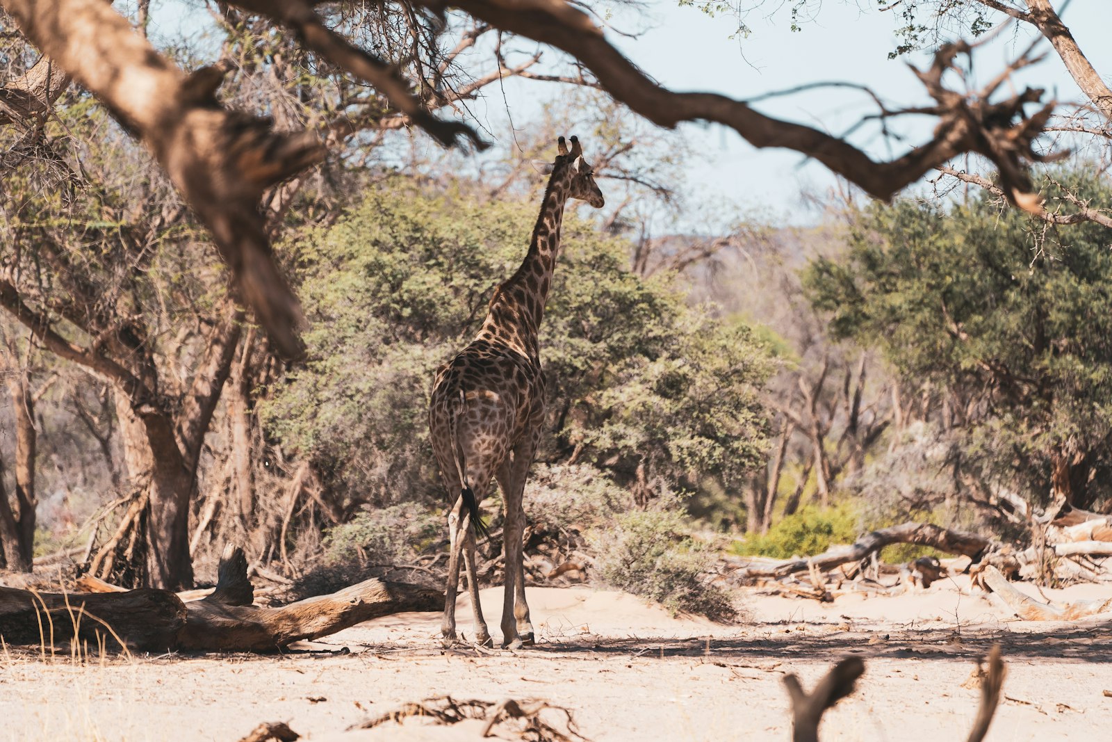 Giraffe auf braunem Sand bei Tageslicht