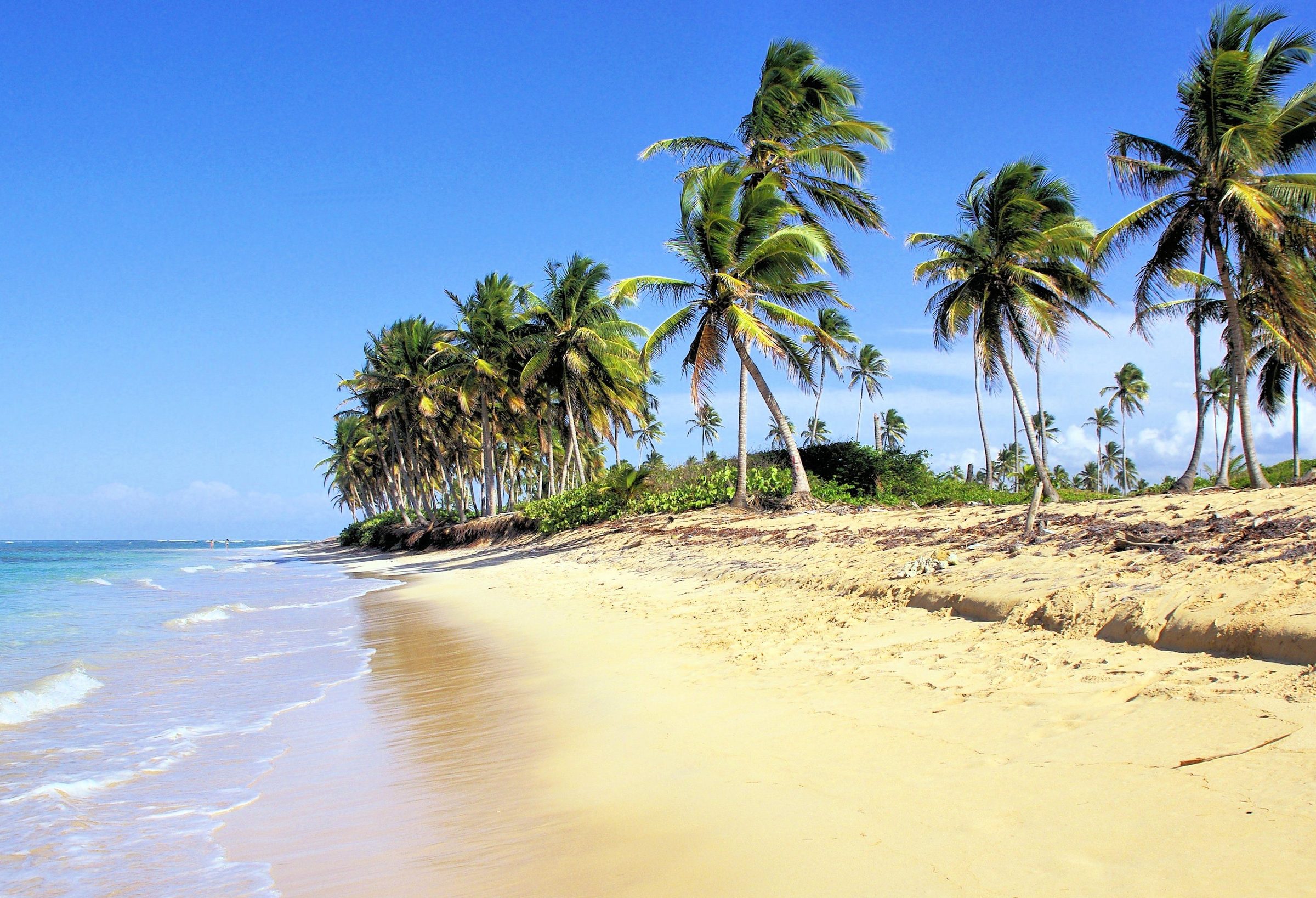 Palmen am karibischen Strand von Bávaro in der Dominikanischen Republik