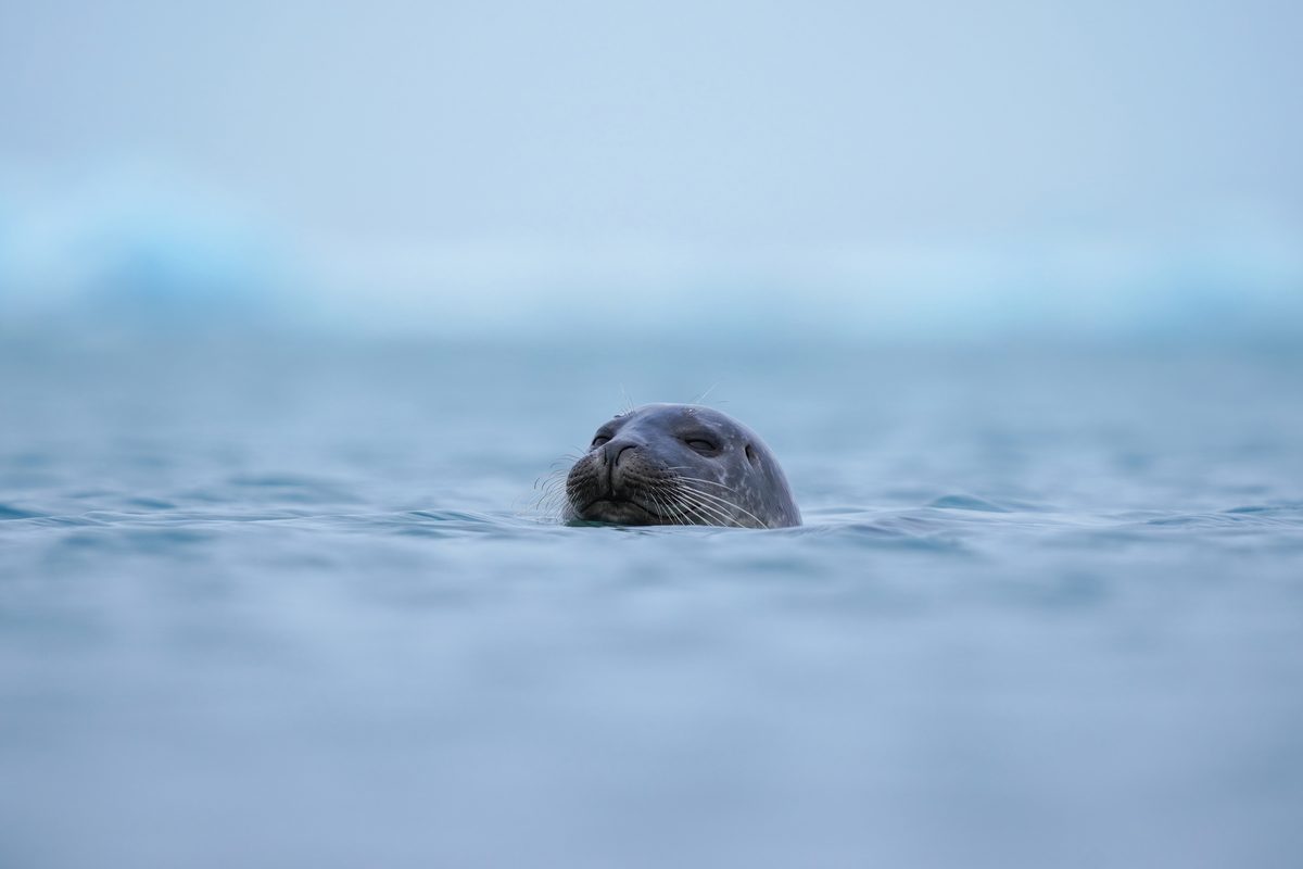 Routenstopp Jökulsárlón in Island