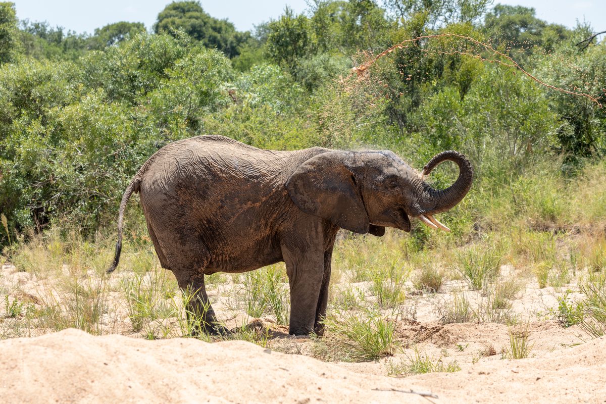 Routenstopp Krüger-Nationalpark in Südafrika