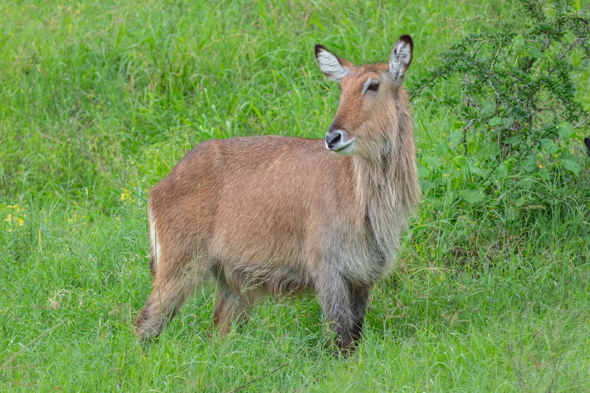 Routenstopp Lake Nakuru in Kenia