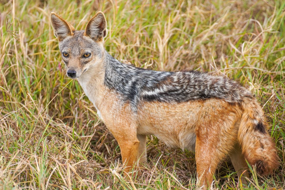 Routenstopp Ngorongoro in Tansania