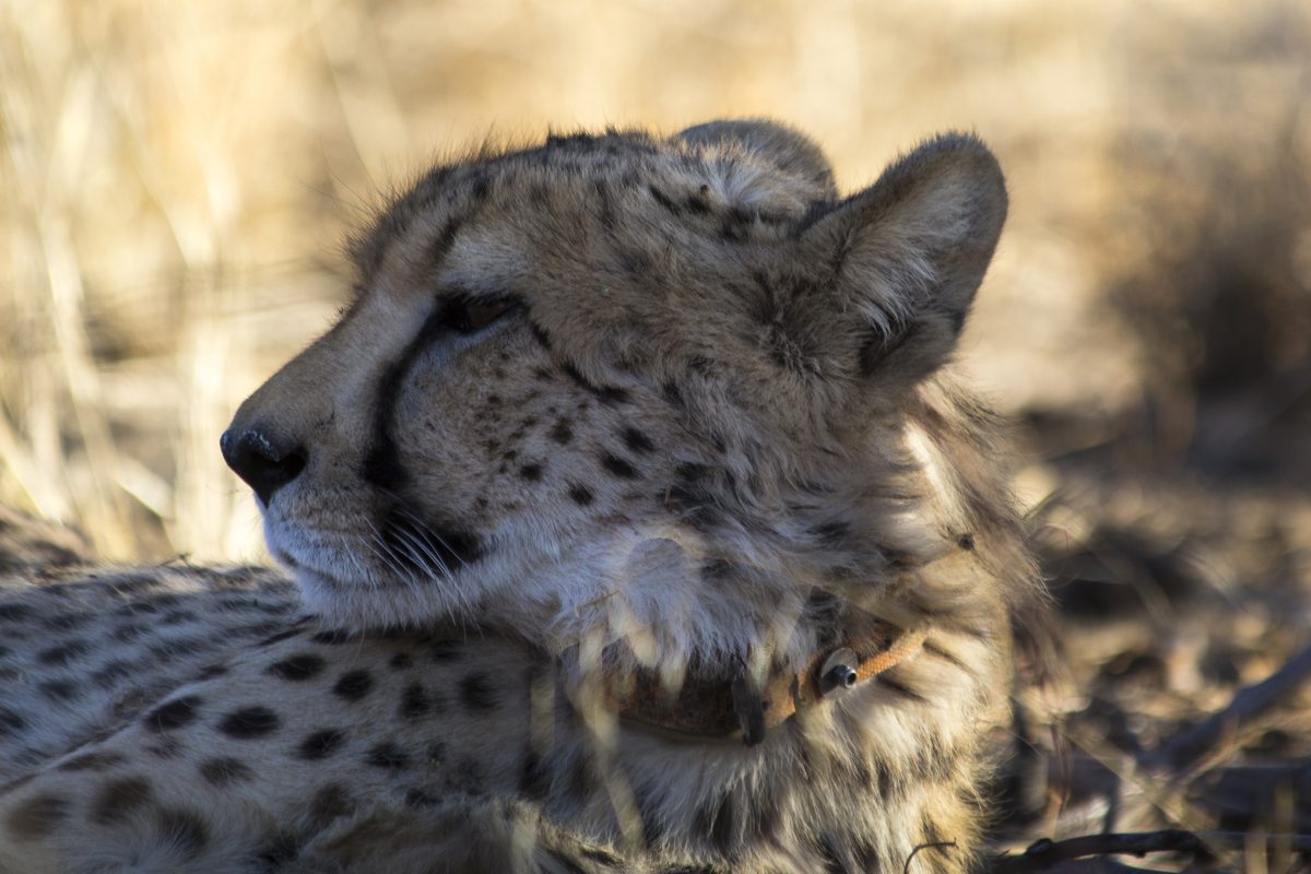 Routenstopp Okonjima in Namibia