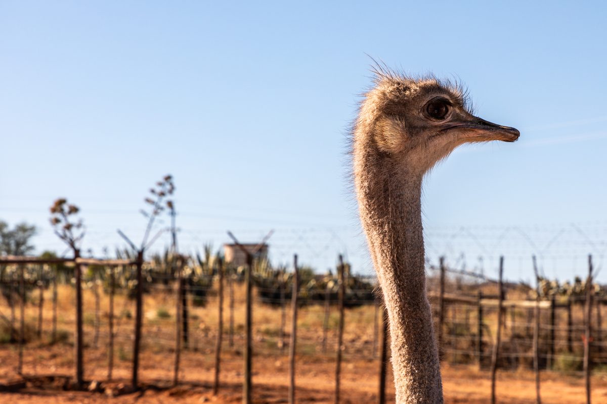 Routenstopp Oudtshoorn in Südafrika