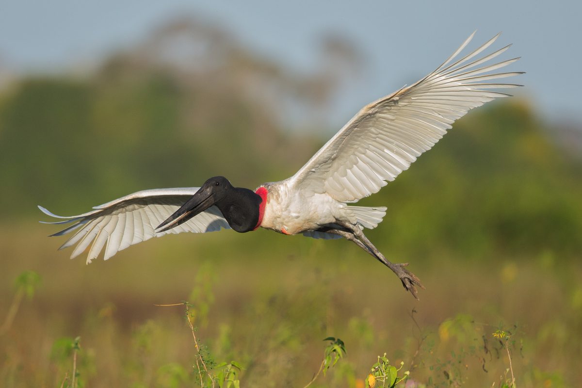 Routenstopp Pantanal in Brasilien
