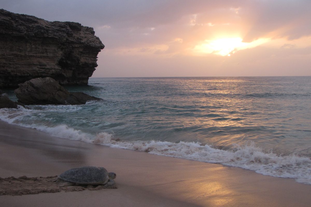 Routenstopp Ras al Jinz in Oman