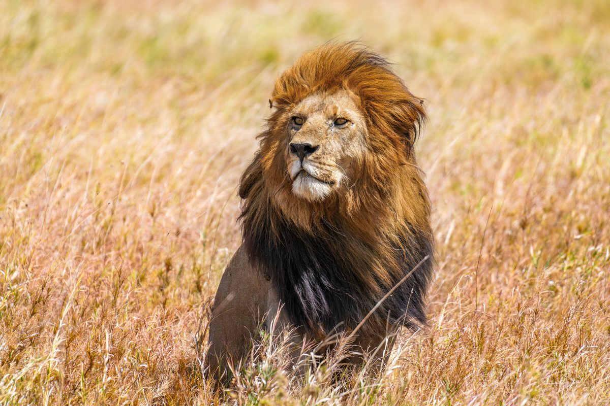 Routenstopp Serengeti in Tansania