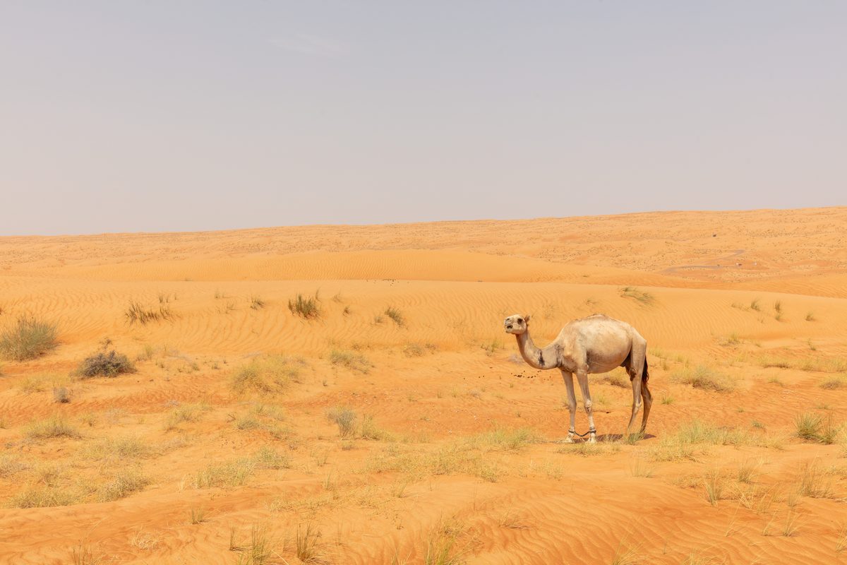 Routenstopp Wahiba Sands in Oman